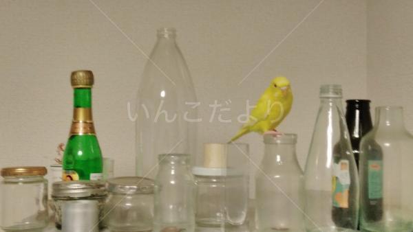 迷い鳥の写真