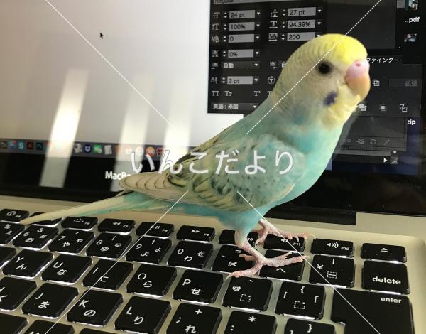 迷い鳥の写真