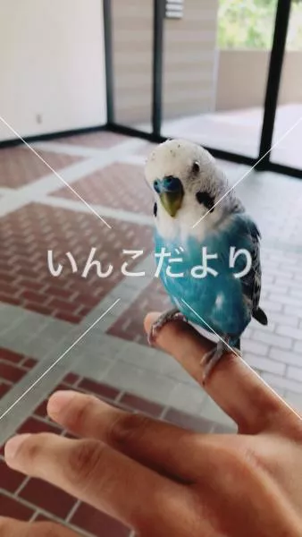 保護鳥の写真