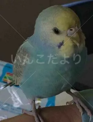 保護鳥の写真
