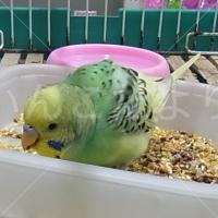 保護鳥の写真