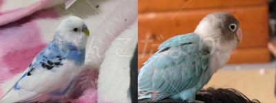 迷い鳥の写真