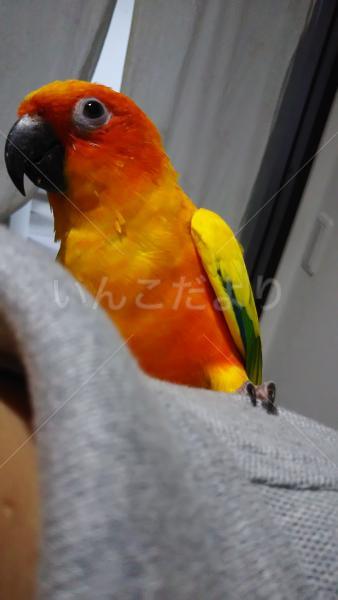 保護鳥の写真