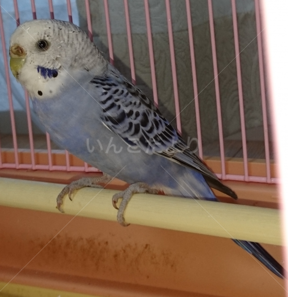 保護鳥の写真