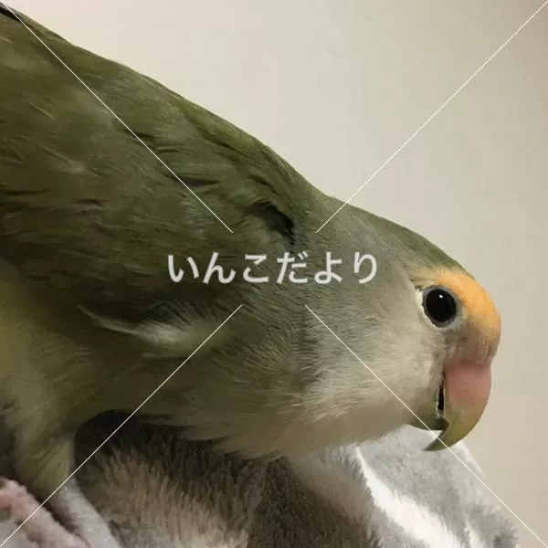 迷い鳥の写真