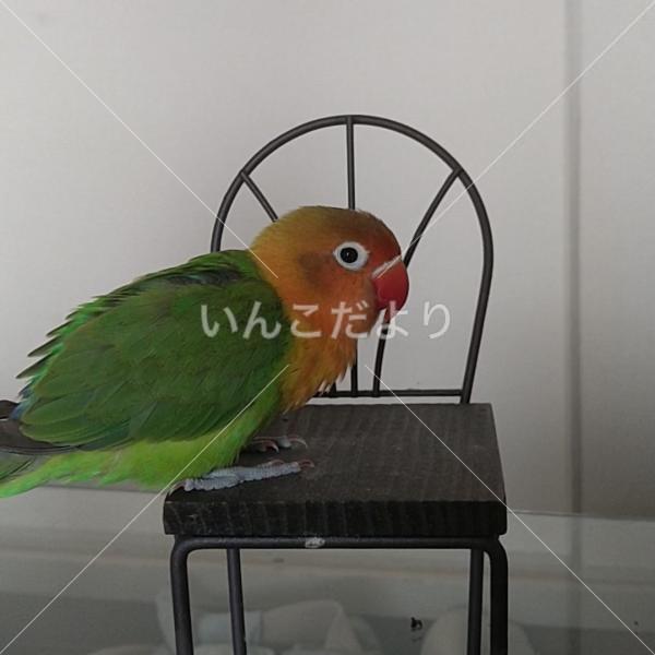 迷い鳥の写真