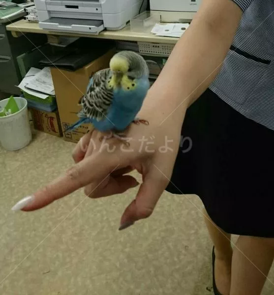 保護鳥の写真