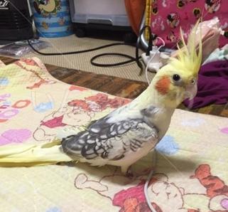 迷い鳥の写真