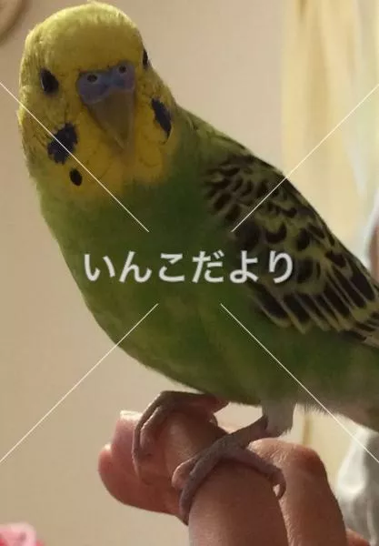 コメントの画像