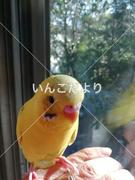 コメントの画像