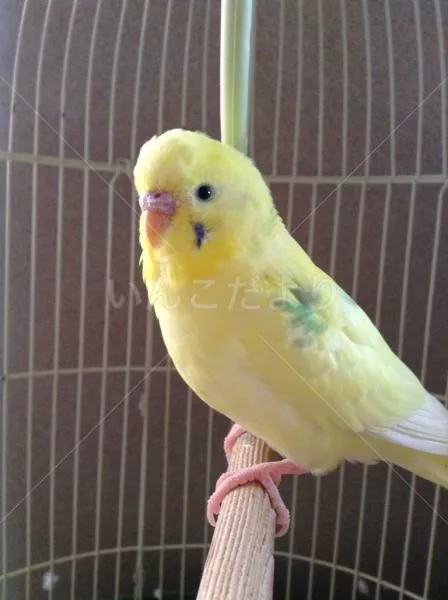 コメントの画像