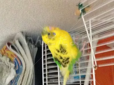 コメントの画像