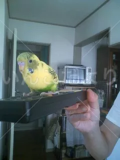 コメントの画像