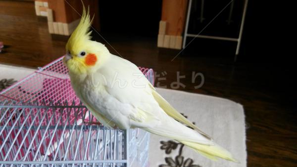 コメントの画像