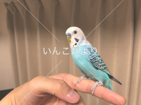 コメントの画像