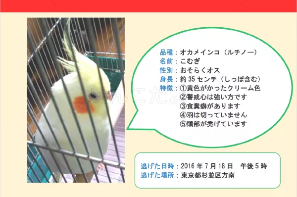 コメントの画像