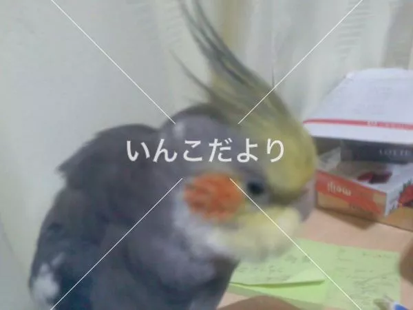 コメントの画像