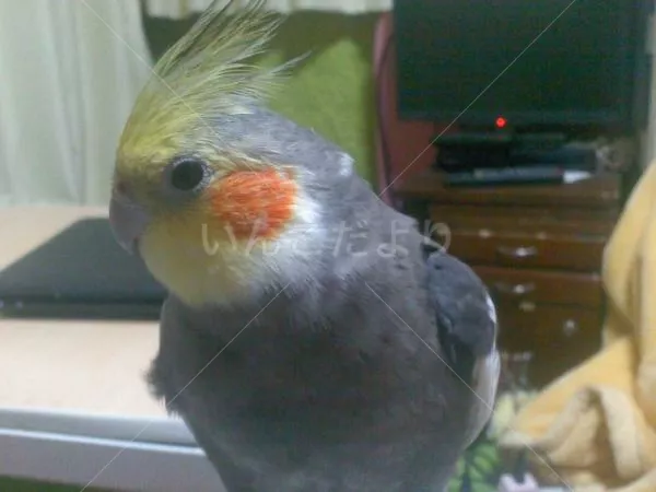 コメントの画像