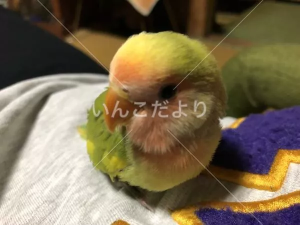 コメントの画像