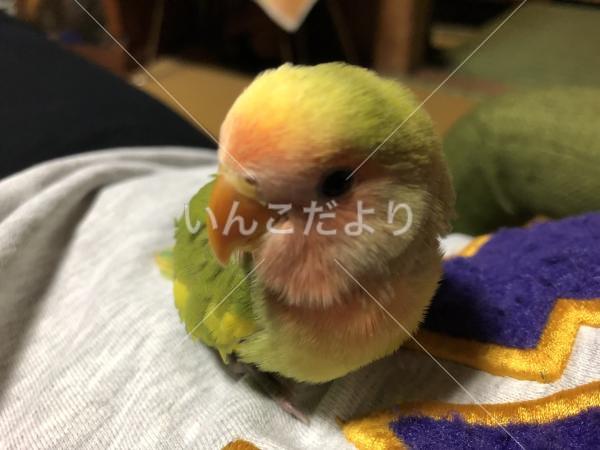 コメントの画像