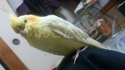 コメントの画像