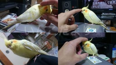 コメントの画像
