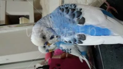 コメントの画像