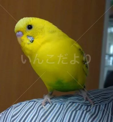 コメントの画像