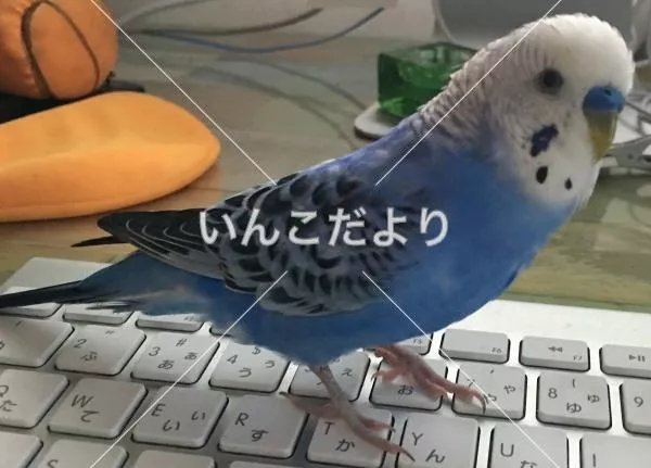 コメントの画像