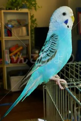 コメントの画像