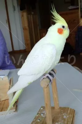 コメントの画像