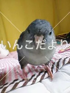 コメントの画像