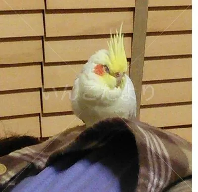 コメントの画像