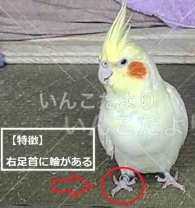 コメントの画像