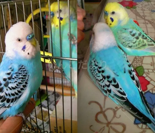 コメントの画像