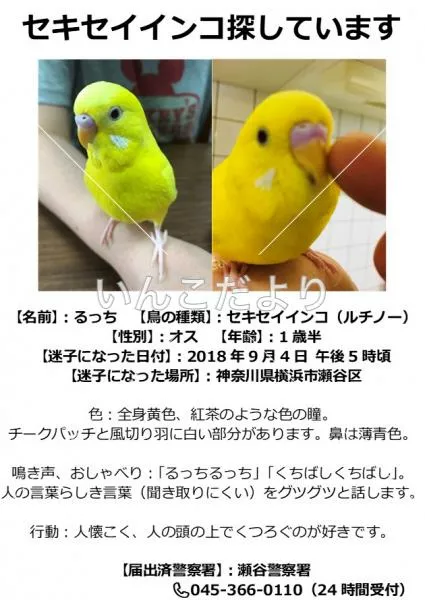 コメントの画像