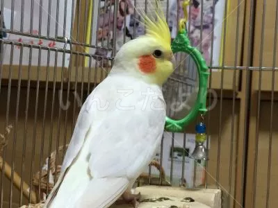 コメントの画像