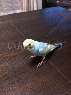 コメントの画像