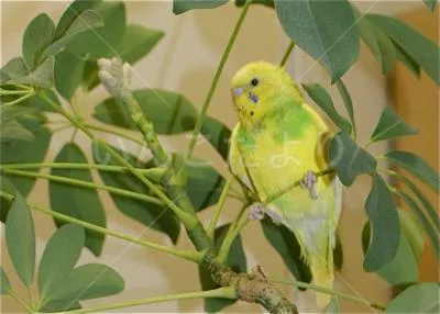 コメントの画像