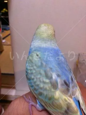 コメントの画像