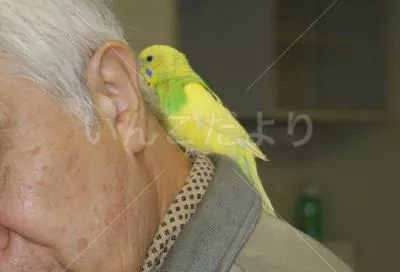 コメントの画像