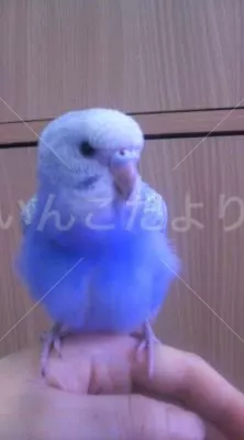 コメントの画像