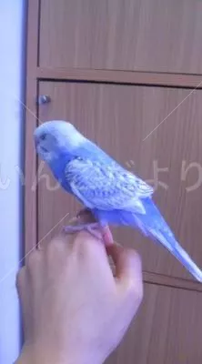 コメントの画像