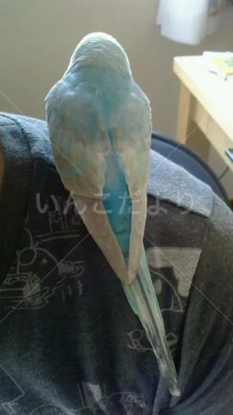 コメントの画像