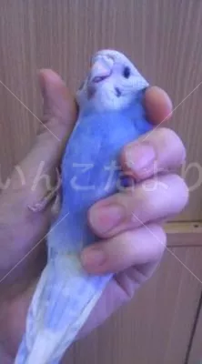 コメントの画像