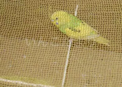 コメントの画像