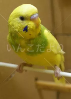 コメントの画像