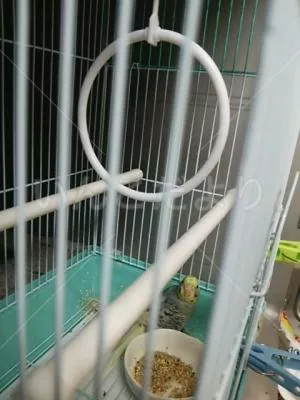 コメントの画像