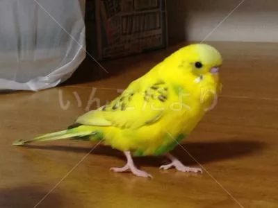 コメントの画像