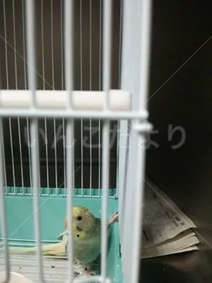 コメントの画像